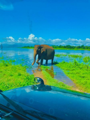The Beauty Of Udawalawa